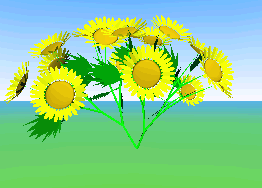 Sunflowers