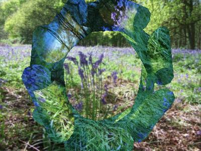 bluebell woods ... Click to get back to small image