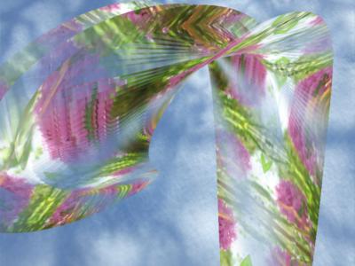 wild orchid snow shadows ... Click to get back to small image