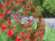 bluebells and poppies